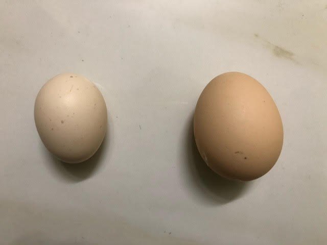 So sánh cảm quan bên ngoài giữa trứng 'gà ác' với trứng gà bình thường (trái - phải), đều có giá 2.000 đồng/quả.