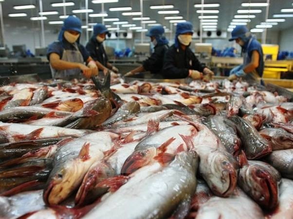 Processing tra fish in Vietnam. Photo: TL.