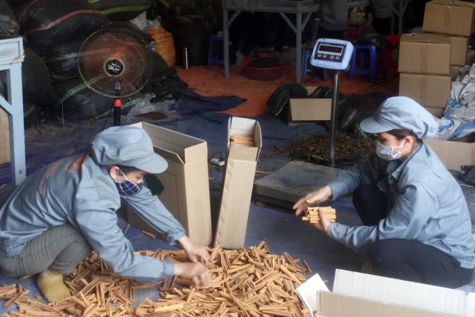 Cinnamon flutes and split cinnamon with Lao Cai geographical indication (GI) are exported to many countries. Photo: T.N.