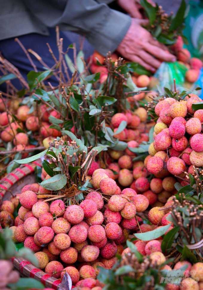 Thanh Ha 'thieu' lychee exported to Japan in the 2021 crop  arrived in Japan on May 23.