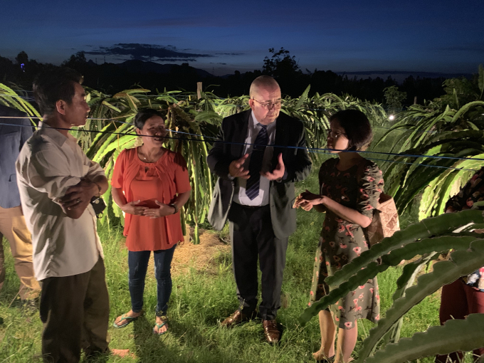 Mr Ambassador Paul Jansen visits a dragon fruit garden in south central regions of Vietnam, which had received a non refundable project from Belgium.