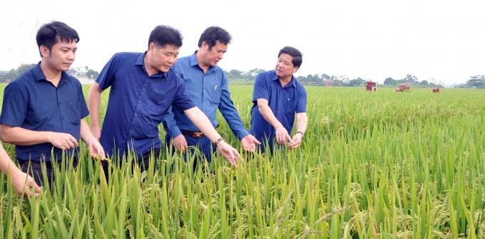 The model of organic rice production is jointly implemented by the National Agricultural Extension Center and Que Lam Group in Vinh Phuc. Photo: Hoang Anh.