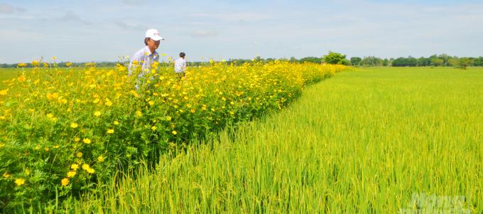 Organic rice production, associated with integrated pest management is one of the sustainable solutions that An Giang is currently developing. Photo:  Le Hoang Vu.