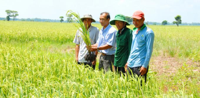 An Giang recommends farmers apply integrated solutions to save costs for growing rice. Photo: Le Hoang Vu.