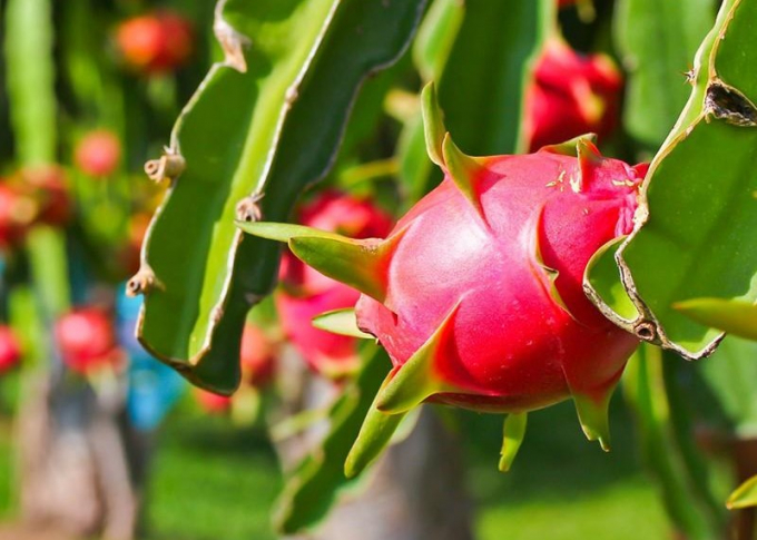 Vietnamese dragon fruit got the permission to import into Australian market in 2017.