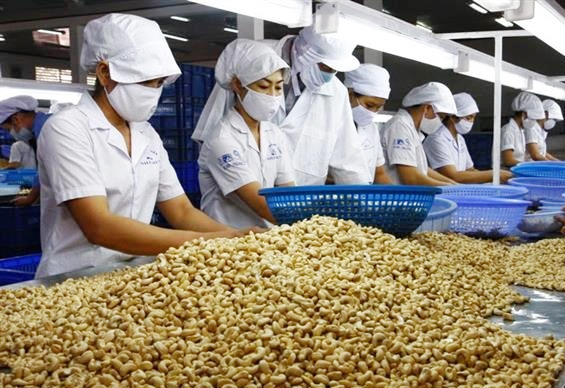 Cashew nut processing in a factory in Binh Phuoc province.