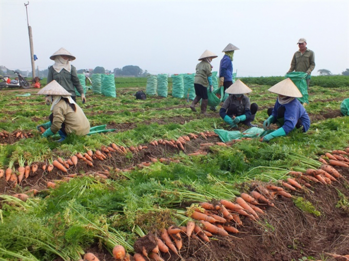 Carrot is the OCOP product produced in Hai Duong province.