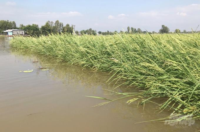 Floating rice production in Tri Ton district (An Giang). Photo: Le Hoang Vu.