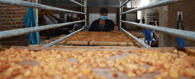 In order to take the initiative during the crop and limit damage caused by stagnation in consumption, longan cooperatives and growers have actively changed their consumption patterns from selling fresh longan to make dried longan. Photo: Son Tung.