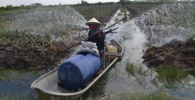 Model of high-tech pineapple cultivation in Tay Ninh. Photo: Tran Trung.