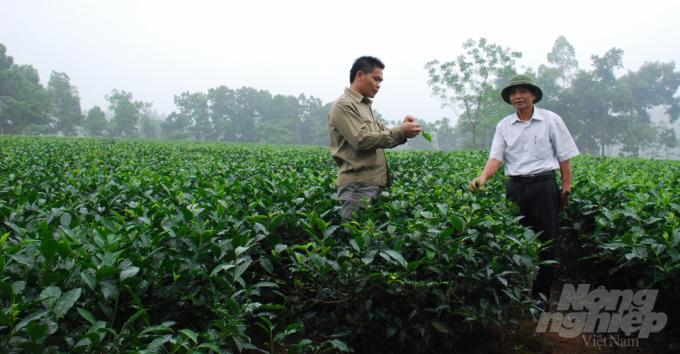 Tea growers in Thai Nguyen have made very positive changes in their production mindset after approaching IPM. Photo: DT.