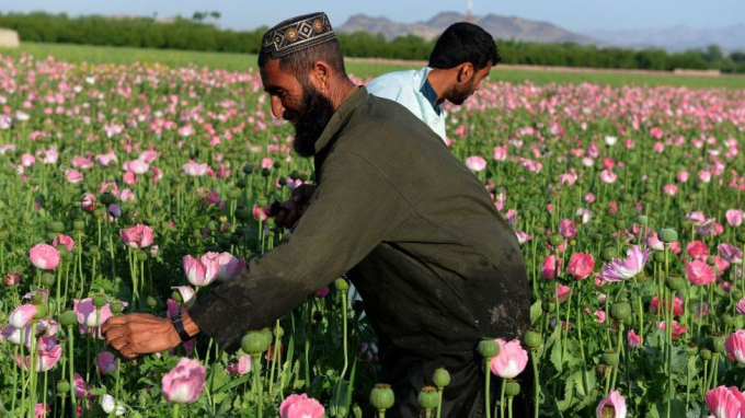 Cánh đồng cây thuốc phiện mùa hoa nở ở Afghanistan. Ảnh: Getty Images.