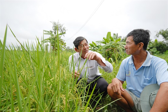 Mr. Ho Quang Cua (left) on the field growing ST25 rice variety.