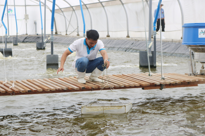 A farm grows shrimp for export in Nha Be, Ho Chi Minh city. Photo: Hong Thuy. 