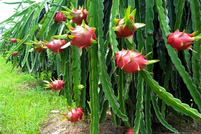 Vietnamese dragon fruit accounts for nearly 100% of dragon fruit imported into China.