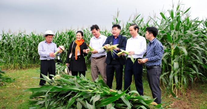 Biomass maize has a great potential for raising in the winter crop in the northern provinces. Photo: TL.