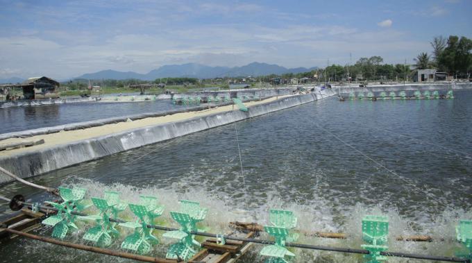 Shrimp farming on riverside areas in Binh Chanh Commune, Binh Son District, Quang Ngai Province. Photo: Nguyen Trang.