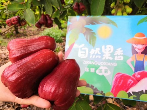 Roi là hoa quả được Đài Loan xuất khẩu mạnh sang Trung Quốc.