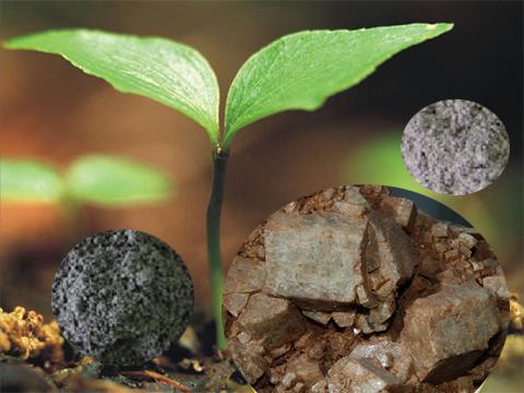 Superphosphate fertilizer plays a very important role in the plant’s growing process.
