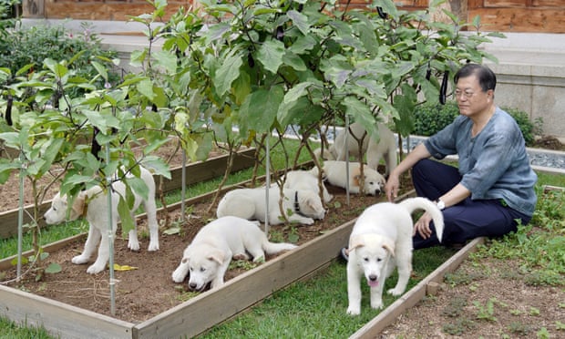 Phút thư giãn của Tổng thống Hàn Quốc bên đàn chó có chó mẹ là quà tặng của Chủ tịch Triều Tiên.