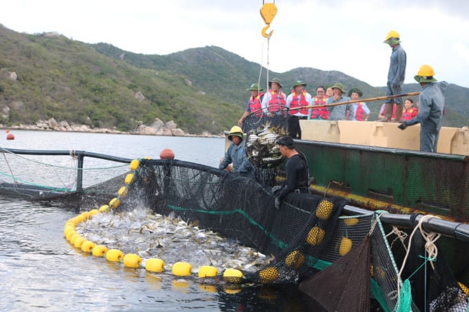 The project clarifies building areas of Hai Phong and Quang Ninh will become a center for marine farming, associated with a large fishery center. Photo: TL.