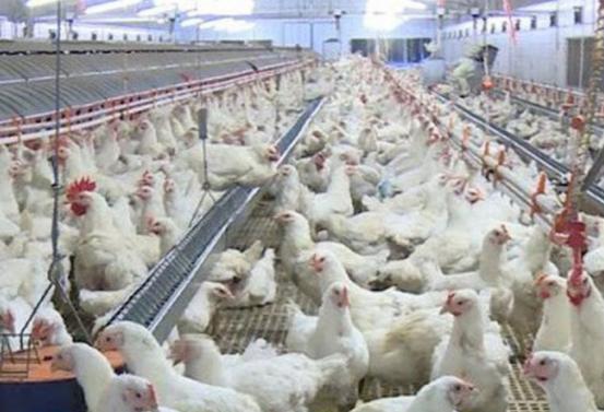 In 2020 the number of poultry has already exceeded 500 million, still maintained at the beginning of 2021.