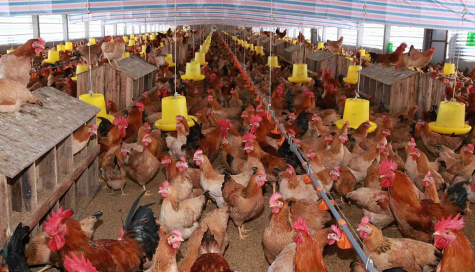 Maybe until 2030 Vietnam would have exported about 20 - 25% of the total volume of poultry meat and eggs.