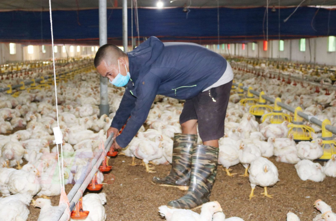 The investment in the field of poultry processing is very humble compared to the field of breeds.