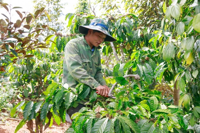 GCP believes the Coffee Sustainability Reference Code will serve the coffee sector to better align activities. Photo: TL.