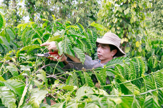 The Coffee Sustainability Reference Code helps to enhance and align the activities of the whole industry already underway so that more coffee farmers can be reached. Photo: TL.