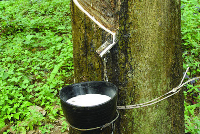 In the past 9 months, Vietnam is the third largest supplier of natural rubber to South Korea. Photo: TL.