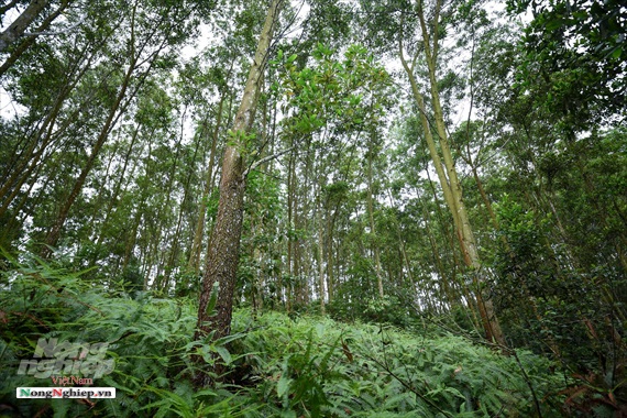 Large timber forest in the forest area of Yen The Forest Company. Photo: HA.