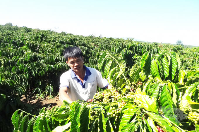 Vietnamese coffee exports to China increased sharply this year. Photo: Thanh Son.