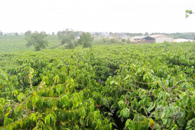 A coffee farm in Dong Nai. Photo: Thanh Son.