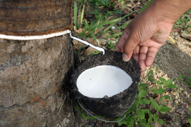 In the first nine months of 2021, Vietnam is the fourth largest market to supply rubber to India with 69.14 thousand tons. Photo: TL.