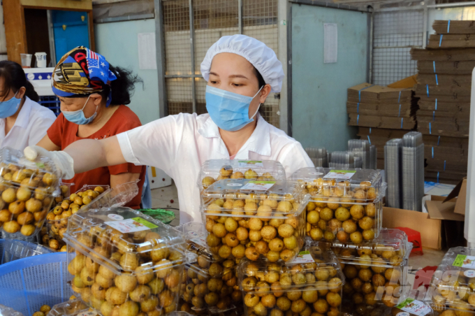 Longan preservation technology was applied by the Fruit and Vegetable Research Institute before supporting enterprises to export to Europe. Photo: Bao Thang.