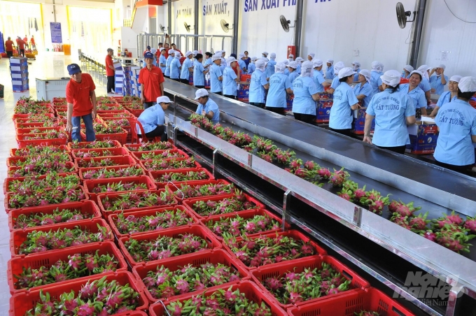 Dragon fruit processing line for export to China’s market. Photo: TL.