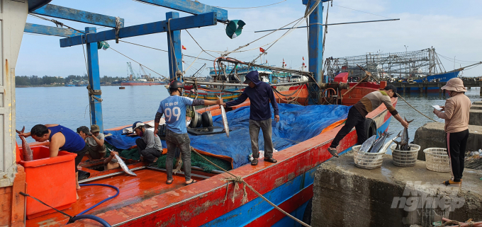 Quang Tri province is developing a plan to connect with purchasing units to bring the highest economic efficiency to fishermen. Photo: CD.