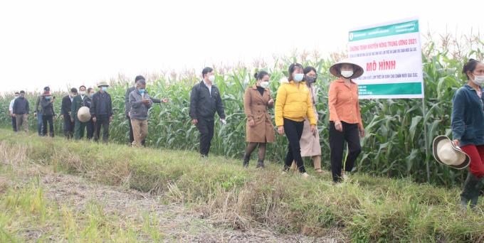 Many villagers in Co Do Commune visited and highly appreciated the model of cultivating biomass maize variety VN172 on two-crop paddy fields in the winter of 2021. Photo: Trung Quan.