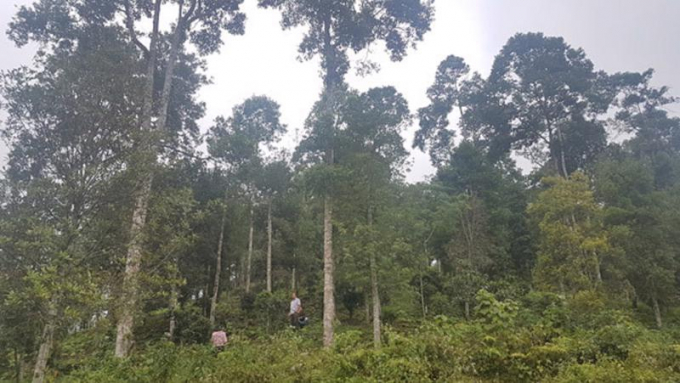 Stabilize the natural forest area by 2030 at least equal to the area achieved in 2020 (14.4 million ha) and increase the national forest coverage to 45%, contributing to the achievement of the national target of a 9% reduction in total greenhouse gas emissions. Photo: TL.