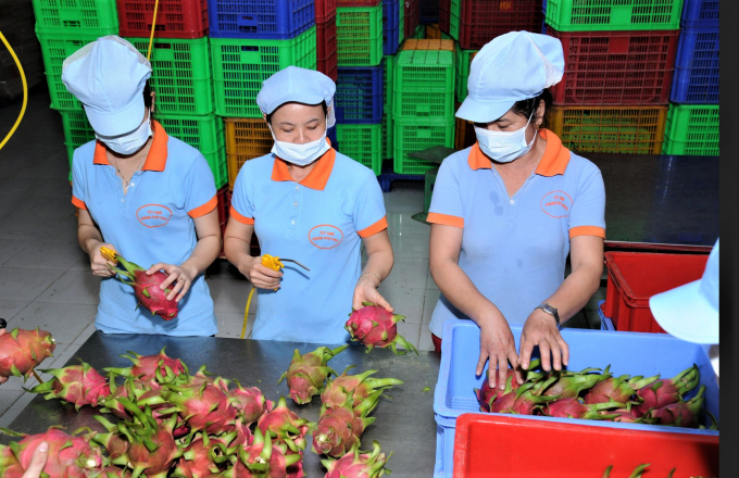Preliminary processing of dragon fruit for export at Hoang Phat Fruit Company.