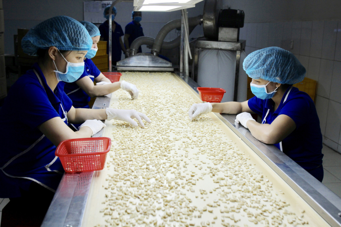 Processing cashew kernels for export at Hoang Son 1 Joint Stock Company. Photo: Hoang Son.