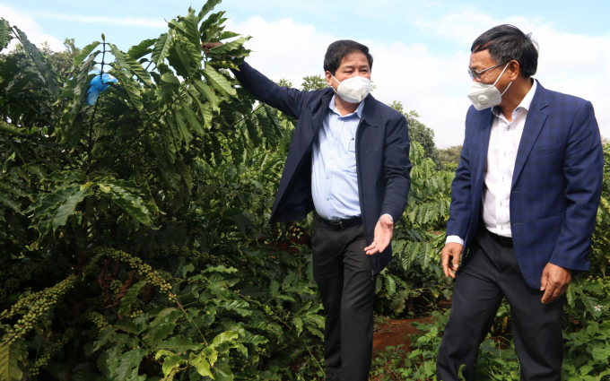 Deputy Minister of Agriculture and Rural Development Le Quoc Doanh inspects the implementation of the VnSAT project in the Central Highlands coffee region. Photo: LB.