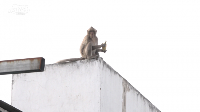 Khỉ ngồi trên nóc nhà dân.