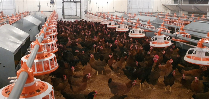Trại gà giống Minh Dư là trại gà giống lớn nhất Việt Nam, sản xuất 50 triệu con giống thương phẩm mỗi năm. Ảnh: Đình Thung.