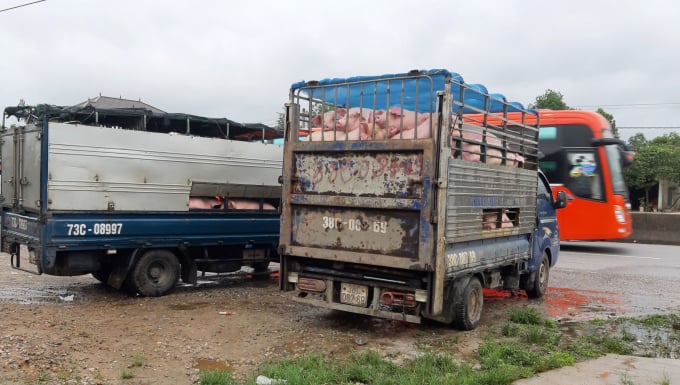 2 ô tô vận chuyển lợn không có giấy tờ hợp pháp tại Chốt kiểm dịch động vật tạm thời Nam Quảng Bình. Ảnh: Tâm Phùng.