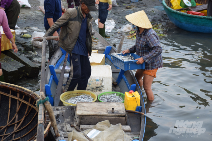 Các ghe thuyền nhỏ cũng được dùng để vận chuyển cá đến các điểm thu mua. Ảnh: Lê Khánh.