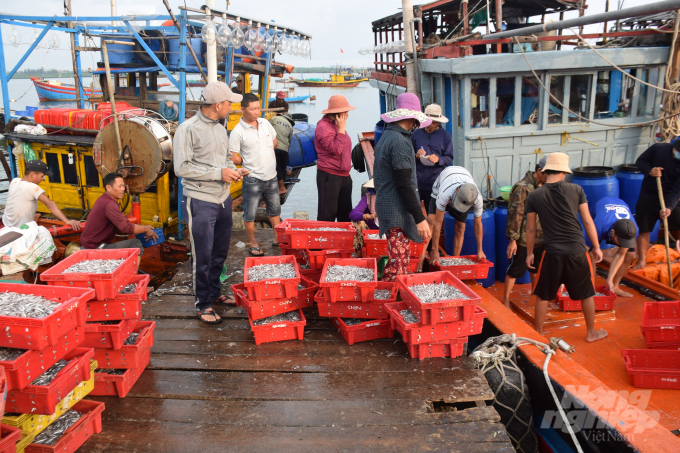 Trung bình mỗi tàu đánh bắt được sản lượng từ 1 - 1,5 tấn cá cơm. Ảnh: Lê Khánh.