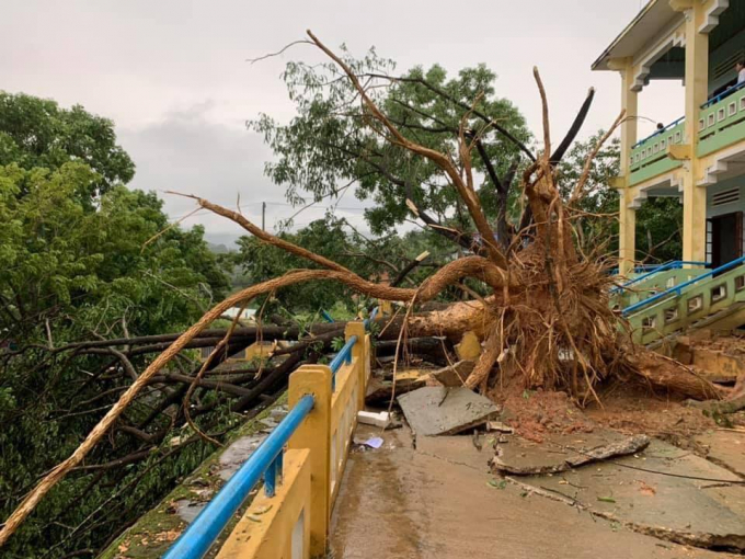 Một số cây cối ngã đổ tại trường THPT Nam Trà My. Ảnh: FB.