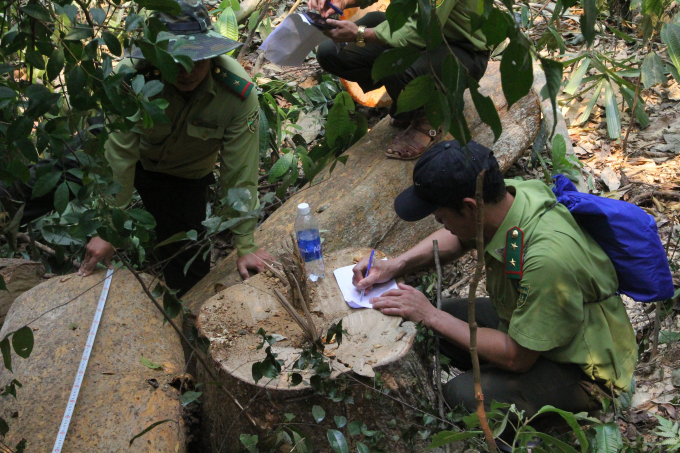Lực lượng kiểm lâm huyện Bắc Trà My kiểm tra một vụ phá rừng trên địa bàn. Ảnh: L.K.